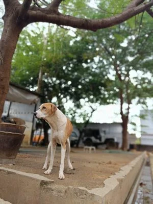 a dog at vosd