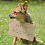 VOSD Preferred Care 3 dog adopt